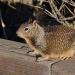 Cambria_0221 (November 04, 2012)